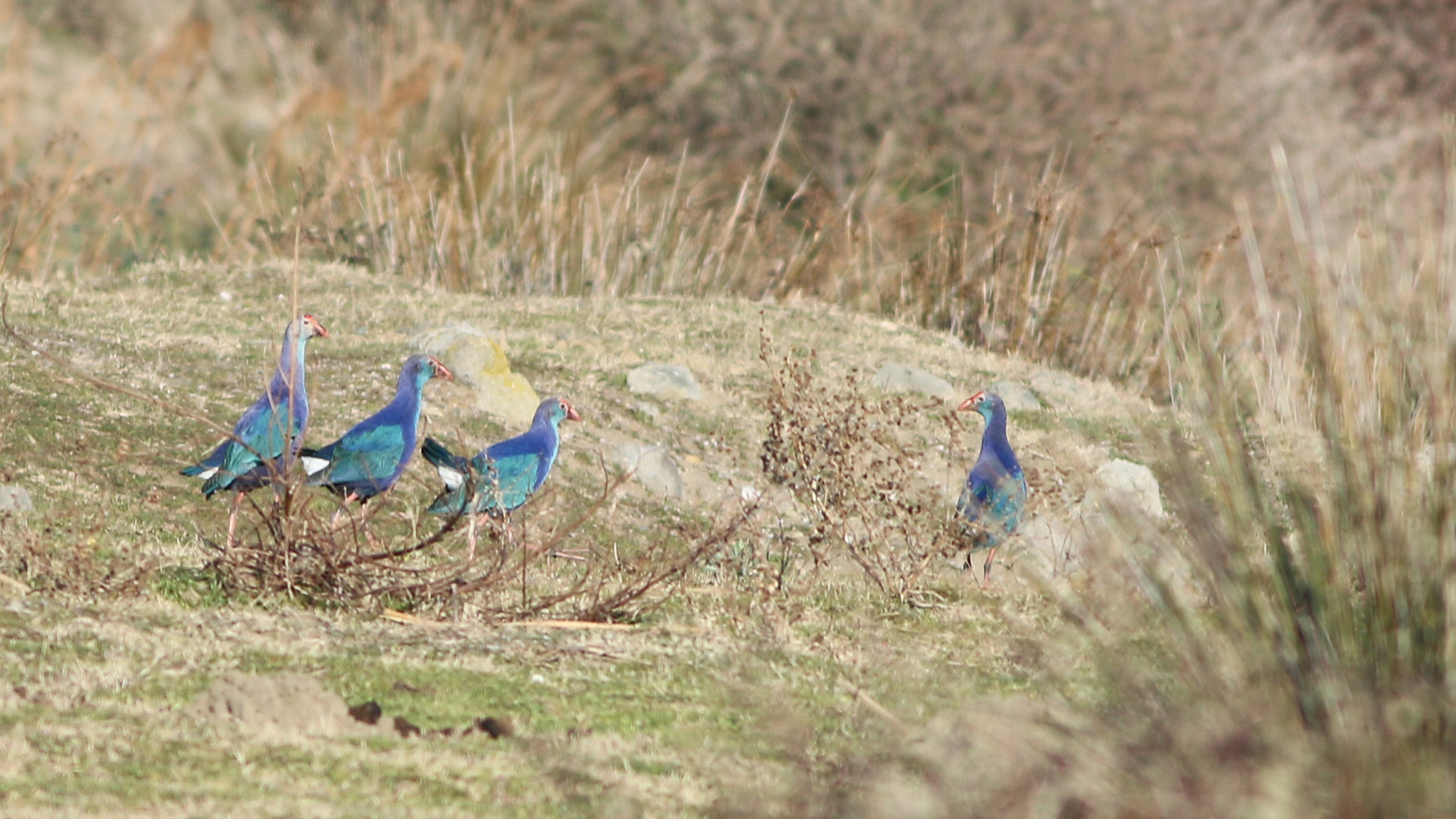 Western Swamphen